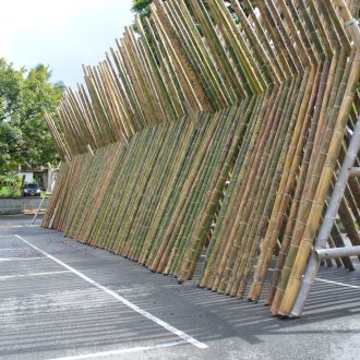Guadua bamboo poles standing up straight